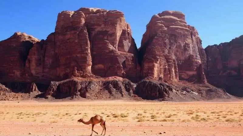 A camel crossing the red desert of Wadi Rum
